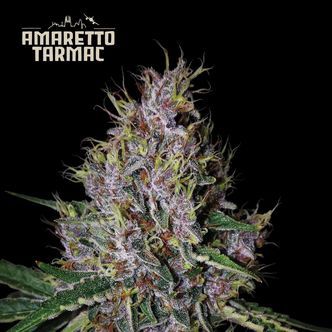 Amaretto Tarmac Auto (Seedstockers) feminizovan&aacute;