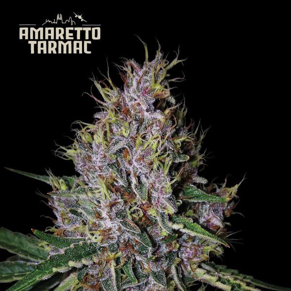 Amaretto Tarmac Auto (Seedstockers) feminizovaná