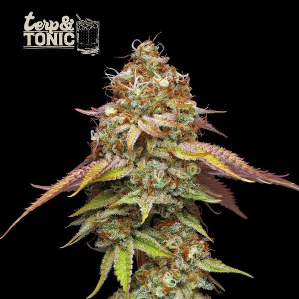 Terp & Tonic (Seedstockers) feminizovaná