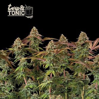 Terp & Tonic Auto (Seedstockers) feminizovan&aacute;