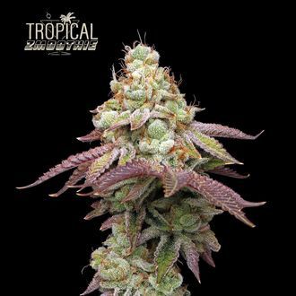 Tropical Zmoothie (Seedstockers) feminizovan&aacute;