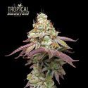 Tropical Zmoothie (Seedstockers) feminizovaná