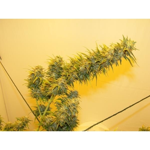 G13 Haze (Mr. Nice) regulérní