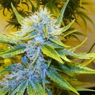 G13 Haze (Mr. Nice) regul&eacute;rn&iacute;