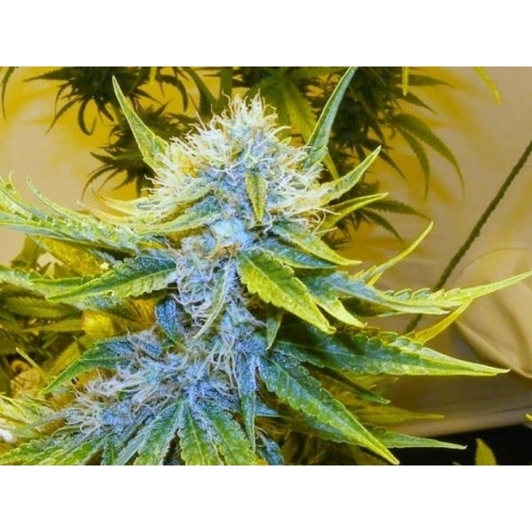 G13 Haze (Mr. Nice) regulérní