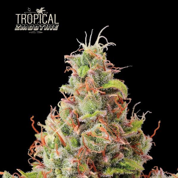 Tropical Zmoothie Samonakvétací (Seedstockers) feminizovaná