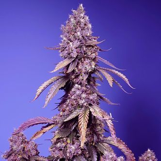 Black Muffin F1 Fast Version (Sweet Seeds) feminizovan&aacute;