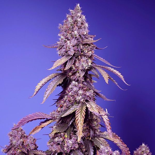 Black Muffin F1 Fast Version (Sweet Seeds) feminizovaná