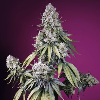 Jealousy Z XL Samonakv&eacute;tac&iacute; (Sweet Seeds) feminizovan&aacute;