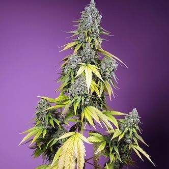 Jet Fuel Mandarine XL Samonakv&eacute;tac&iacute; (Sweet Seeds) feminizovan&aacute;