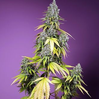 Jet Fuel Mandarine XL Samonakv&eacute;tac&iacute; (Sweet Seeds) feminizovan&aacute;
