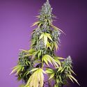 Jet Fuel Mandarine XL Samonakvétací (Sweet Seeds) feminizovaná