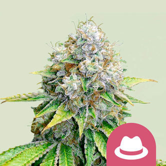 OG Kush (Royal Queen Seeds) feminizovan&aacute;