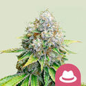 OG Kush (Royal Queen Seeds) feminizovaná