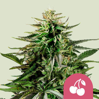 Cherry Pie (Royal Queen Seeds) feminizovan&aacute;