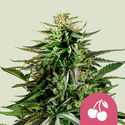 Cherry Pie (Royal Queen Seeds) feminizovaná