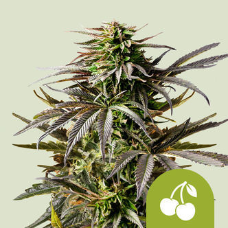Cherry Pie Samonakv&eacute;tac&iacute; (Royal Queen Seeds) Feminizovan&aacute;
