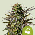 Cherry Pie Samonakvétací (Royal Queen Seeds) Feminizovaná