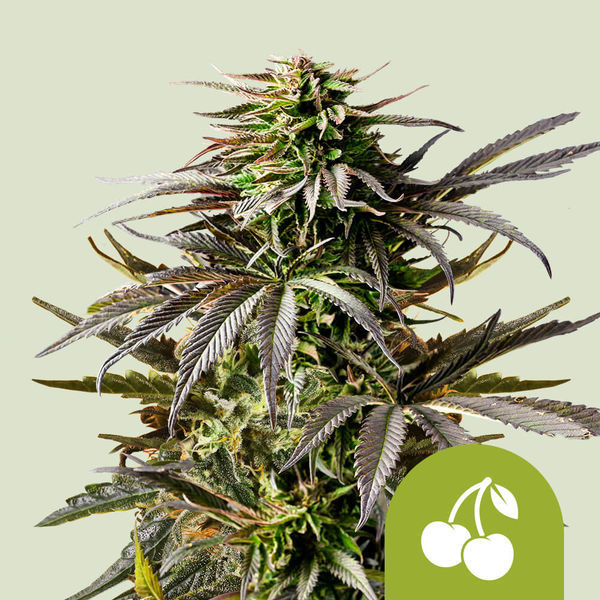 Cherry Pie Samonakvétací (Royal Queen Seeds) Feminizovaná