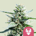 Granddaddy Purple (Royal Queen Seeds) feminizovaná