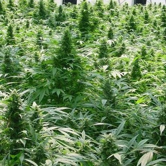 Dreamtime (Mr. Nice) regul&eacute;rn&iacute;