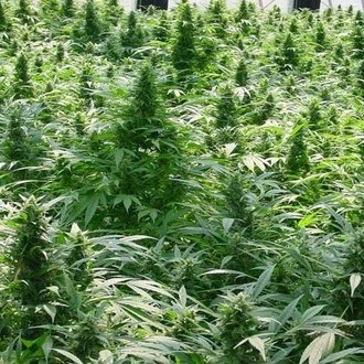 Dreamtime (Mr. Nice) regul&eacute;rn&iacute;