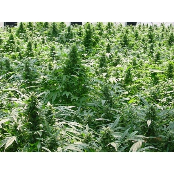 Dreamtime (Mr. Nice) regulérní