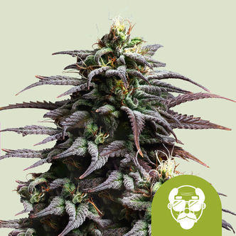 Granddaddy Purple Samonakv&eacute;tac&iacute; (Royal Queen Seeds) feminizovan&aacute;