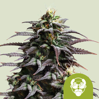 Granddaddy Purple Samonakv&eacute;tac&iacute; (Royal Queen Seeds) feminizovan&aacute;