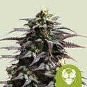 Granddaddy Purple Samonakvétací (Royal Queen Seeds) feminizovaná