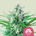 Grape Ape (Royal Queen Seeds) feminizované
