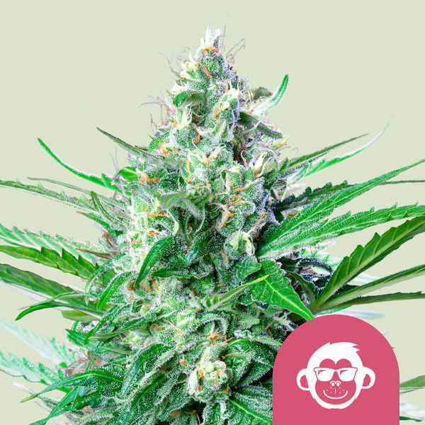 Grape Ape (Royal Queen Seeds) feminizované