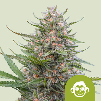 Grape Ape Samonakv&eacute;tac&iacute; (Royal Queen Seeds) feminizovan&aacute;