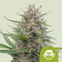 Grape Ape Samonakvétací (Royal Queen Seeds) feminizovaná