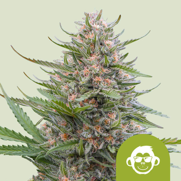 Grape Ape Samonakvétací (Royal Queen Seeds) feminizovaná