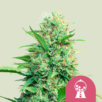 Pink Runtz (Royal Queen Seeds) feminizovan&aacute;