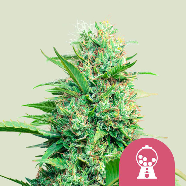 Pink Runtz Samonakvétací (Royal Queen Seeds) feminizovaná