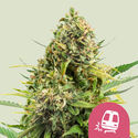 Trainwreck (Royal Queen Seeds) feminizovaná