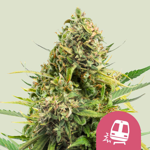 Trainwreck (Royal Queen Seeds) feminizovaná