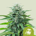 Trainwreck Samonakvétací (Royal Queen Seeds) Feminizovaná