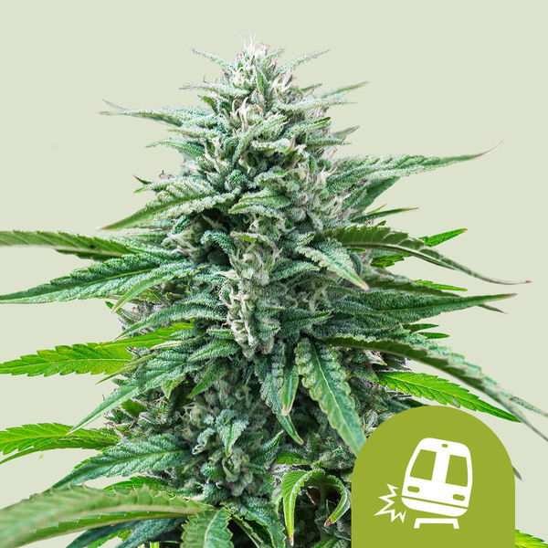 Trainwreck Samonakvétací (Royal Queen Seeds) Feminizovaná