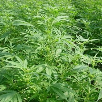 Walkabout (Mr. Nice) regul&eacute;rn&iacute;