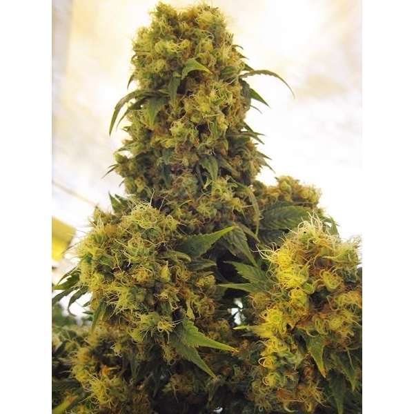 Critical Skunk (Mr. Nice) regulérní