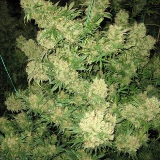 Critical Skunk (Mr. Nice) regulérní
