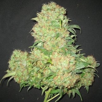 Critical Skunk (Mr. Nice) regulérní