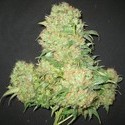 Critical Skunk (Mr. Nice) regulérní