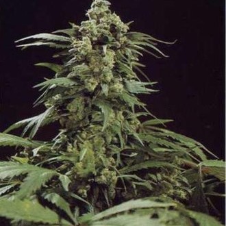 G13 x Skunk (Mr. Nice) regul&eacute;rn&iacute;