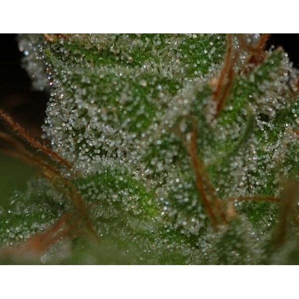 G13 x Skunk (Mr. Nice) regulérní