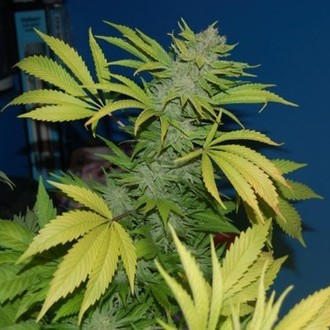 G13 x Skunk (Mr. Nice) regulérní
