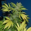 G13 x Skunk (Mr. Nice) regulérní